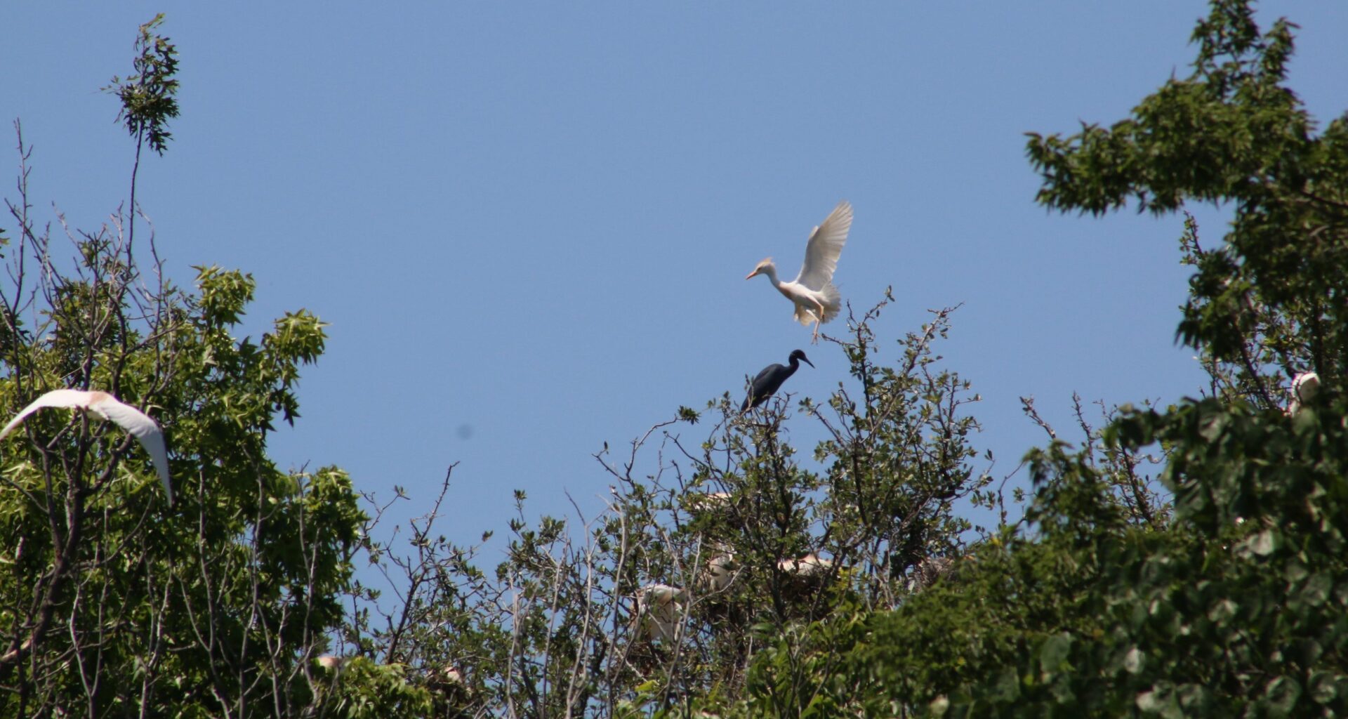 Fall bird migration is officially underway. Here are Fort Worth’s birding hot spots