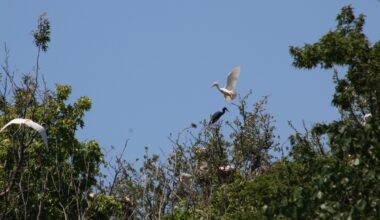 Fall bird migration is officially underway. Here are Fort Worth’s birding hot spots