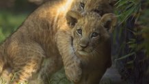 Imara (front), Tamu (back) cuddle together. 