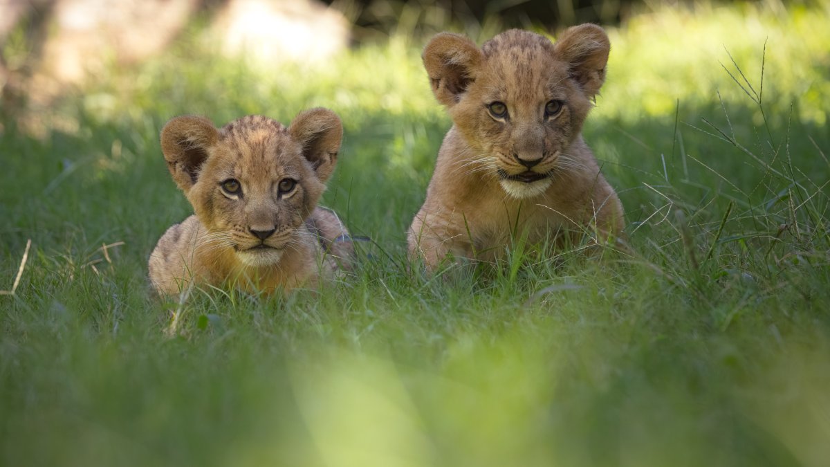 Two African lion cubs born at Texas zoo – NBC 5 Dallas-Fort Worth