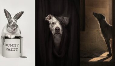 Three photos: a rabbit sitting in a paint can labeled "BUNNY PAINT"; a dog peeking through a black curtain; a dog standing in a sunlit doorway, looking up towards the light.