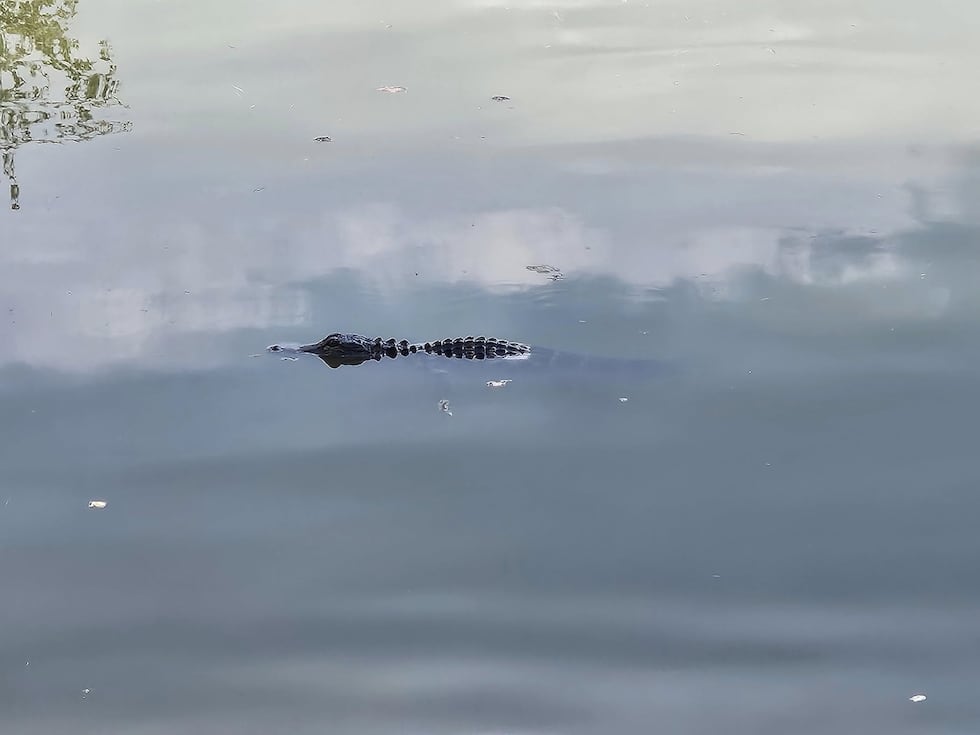 Authorities warn of alligators found in small pond in Orangeburg
