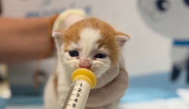 Over 115 tiny felines waiting for foster families at Jacksonville Humane Society
