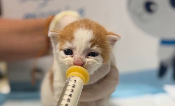Over 115 tiny felines waiting for foster families at Jacksonville Humane Society