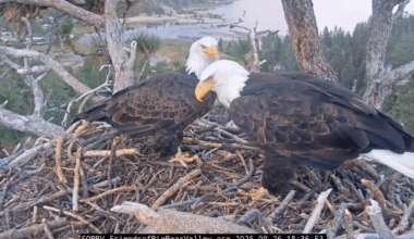 Jackie and Shadow Return to Big Bear Nest, Signaling Start of New Season