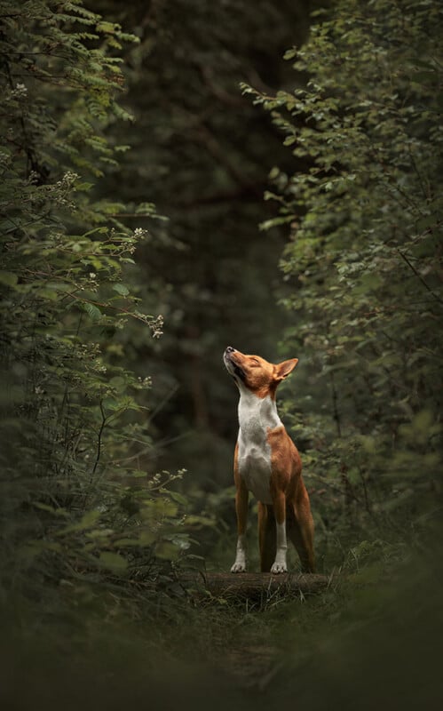 A brown and white dog stands on a mossy stump in a lush, green forest, looking up with its nose raised, surrounded by dense foliage and tall trees.