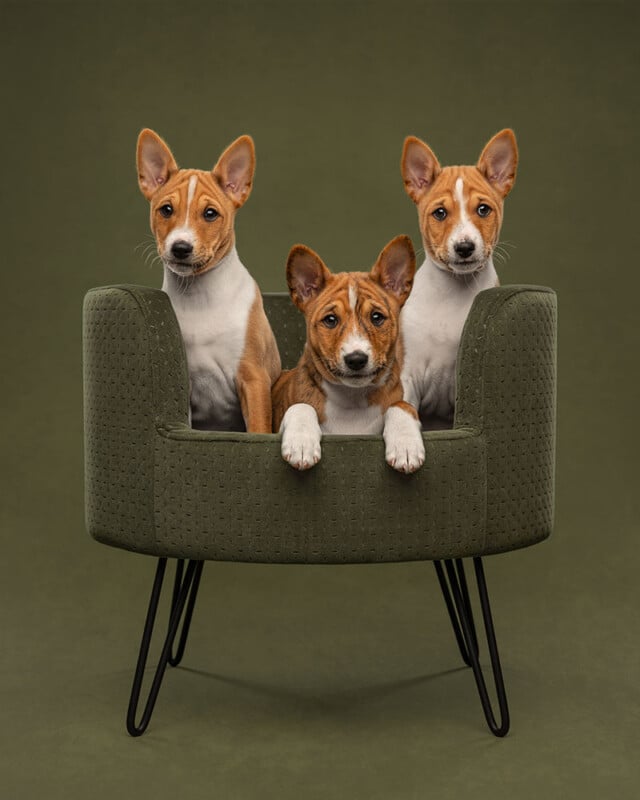 Three brown and white Basenji puppies sit together on a green mid-century modern chair, facing the camera with alert expressions, against an olive green background.