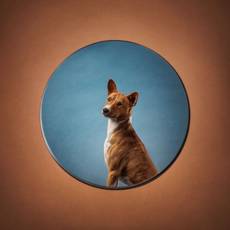 A brown and white dog sits against a blue background, seen through a circular frame on a brown surface. The dog looks slightly to the side with one ear upright and the other flopped over.