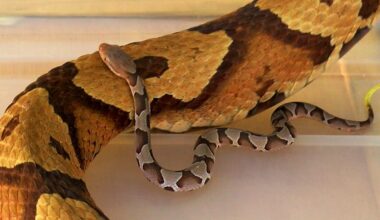 Copperheads: Fall’s unwelcome venomous visitor