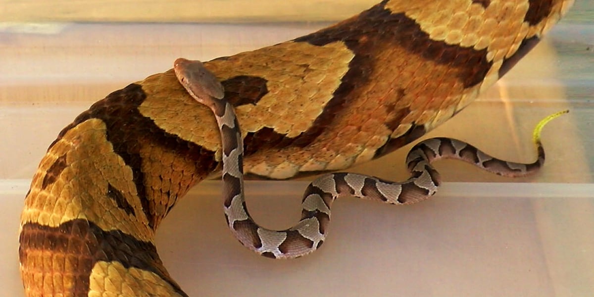 Copperheads: Fall’s unwelcome venomous visitor