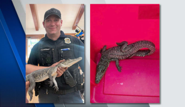 Reptile dysfunction? South American crocodile found lounging in Michigan front yard