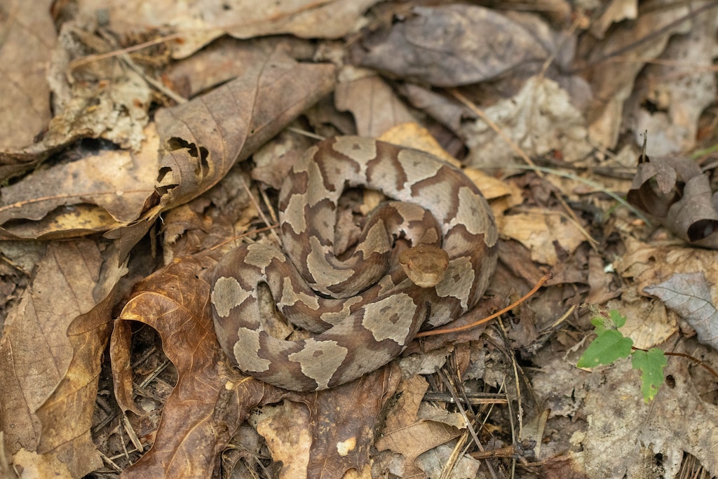 Copperheads, a venomous snake known for camouflaging among leaves, will venture out of their dens and become more active as summer turns into autumn.