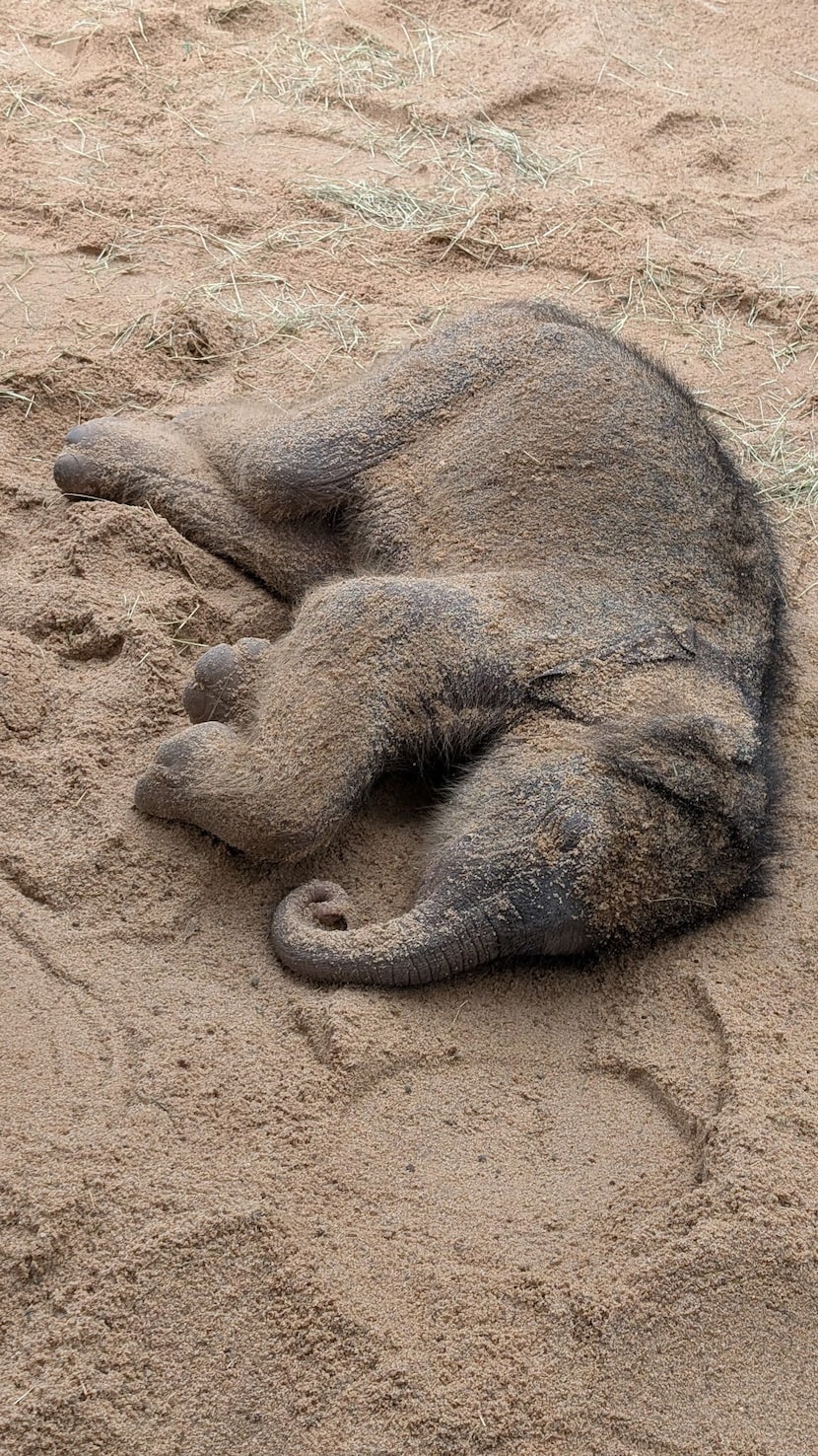 The new calf lying in her habitat.