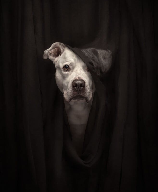A white dog with light eyes looks out through a dark, sheer curtain, with its head and one ear poking through an opening in the fabric, creating a dramatic and mysterious atmosphere.