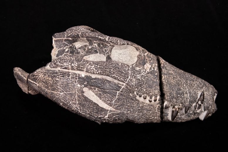 Kostensuchus atrox Skull