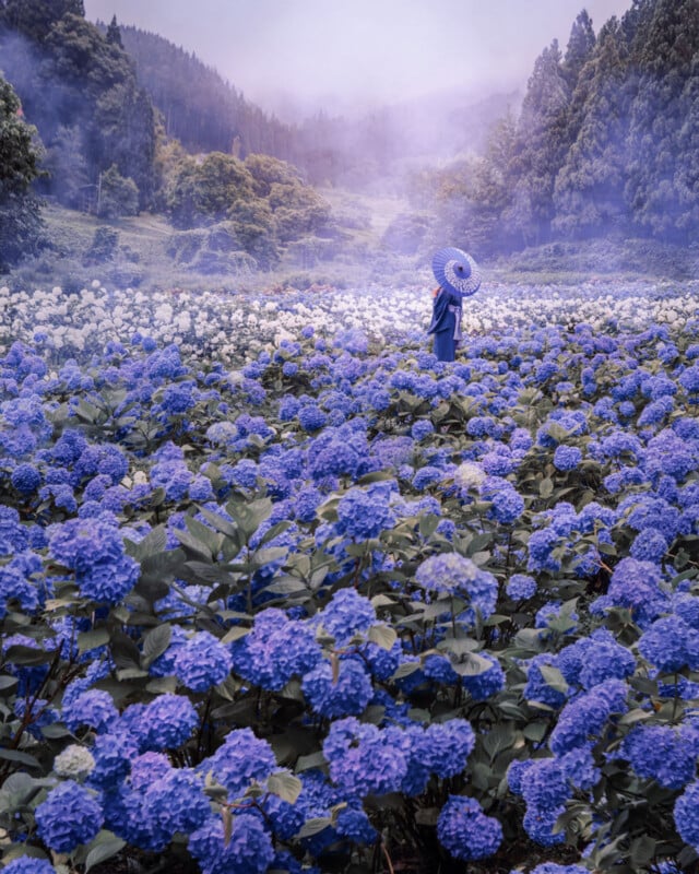 A person holding a blue umbrella stands in a vast field of blooming purple and blue hydrangeas, surrounded by misty hills and tall trees under a soft, cloudy sky.