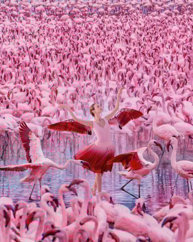 A ballerina in a pink dress poses gracefully among a large flock of flamingos standing in shallow water, blending in with the birds’ vibrant pink feathers.
