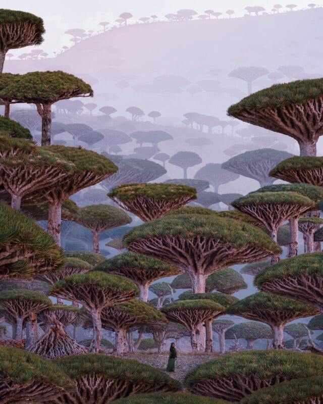 A person in a long dark robe stands beneath tall, umbrella-shaped trees with dense green canopies in a misty, layered forest landscape with rolling hills.