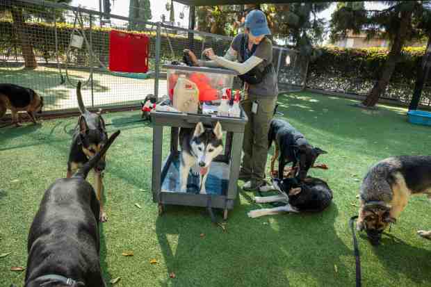 Allison Voehringer, a canine enrichment coordinator with Dogs Playing For...