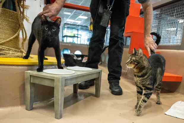 Jake Miller, an animal care technician, visits with Midnigth and...