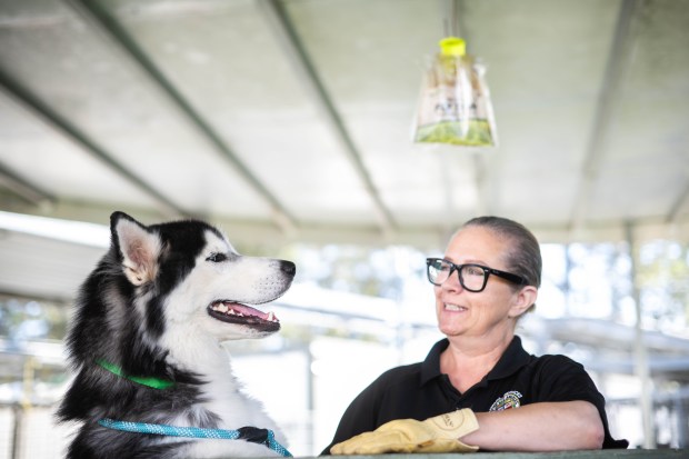 Supervisor Veronica Perry visits with Spiky, a husky malamute mix,...
