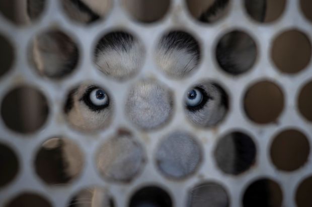 Marbles is looking to be adopted at the Los Angeles...