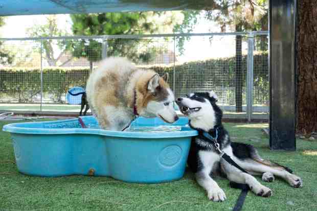 Large dogs spend time out of their kennels with the...