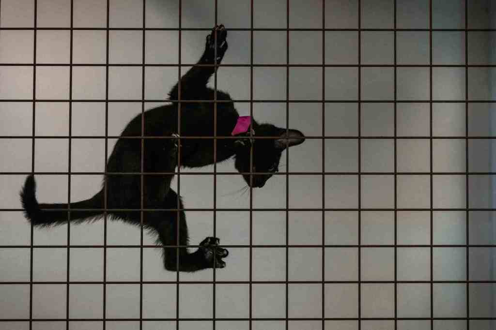 LA city shelters are looking for families to adopt big dogs and grown-up kitties – Daily News