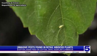 Emergency response activated in Texas after invasive pest found in the Valley
