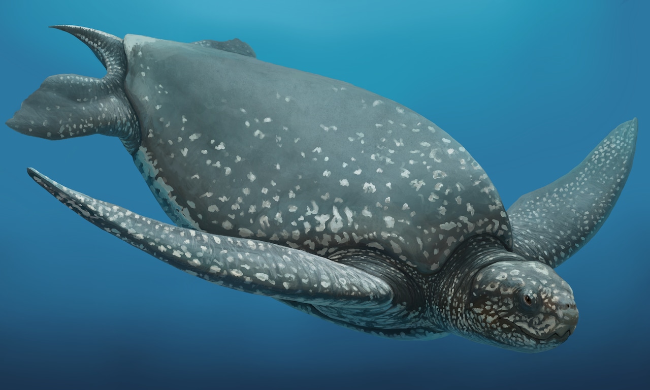 leatherback sea turtle rendering