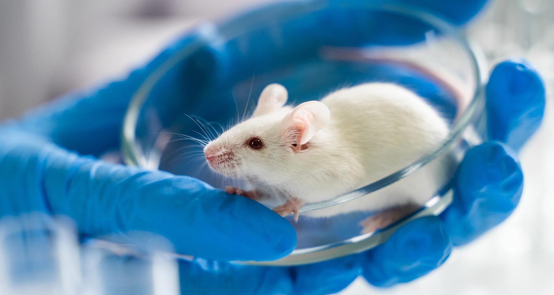 Lab Mouse Petri Dish