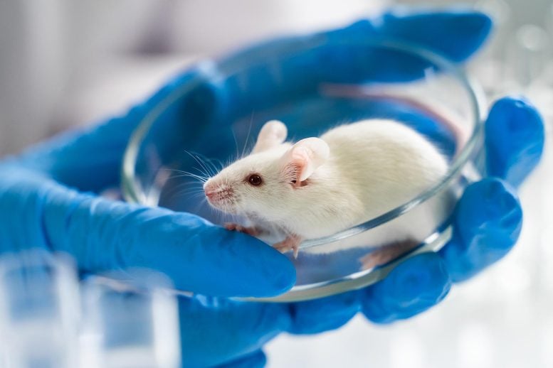 Lab Mouse Petri Dish