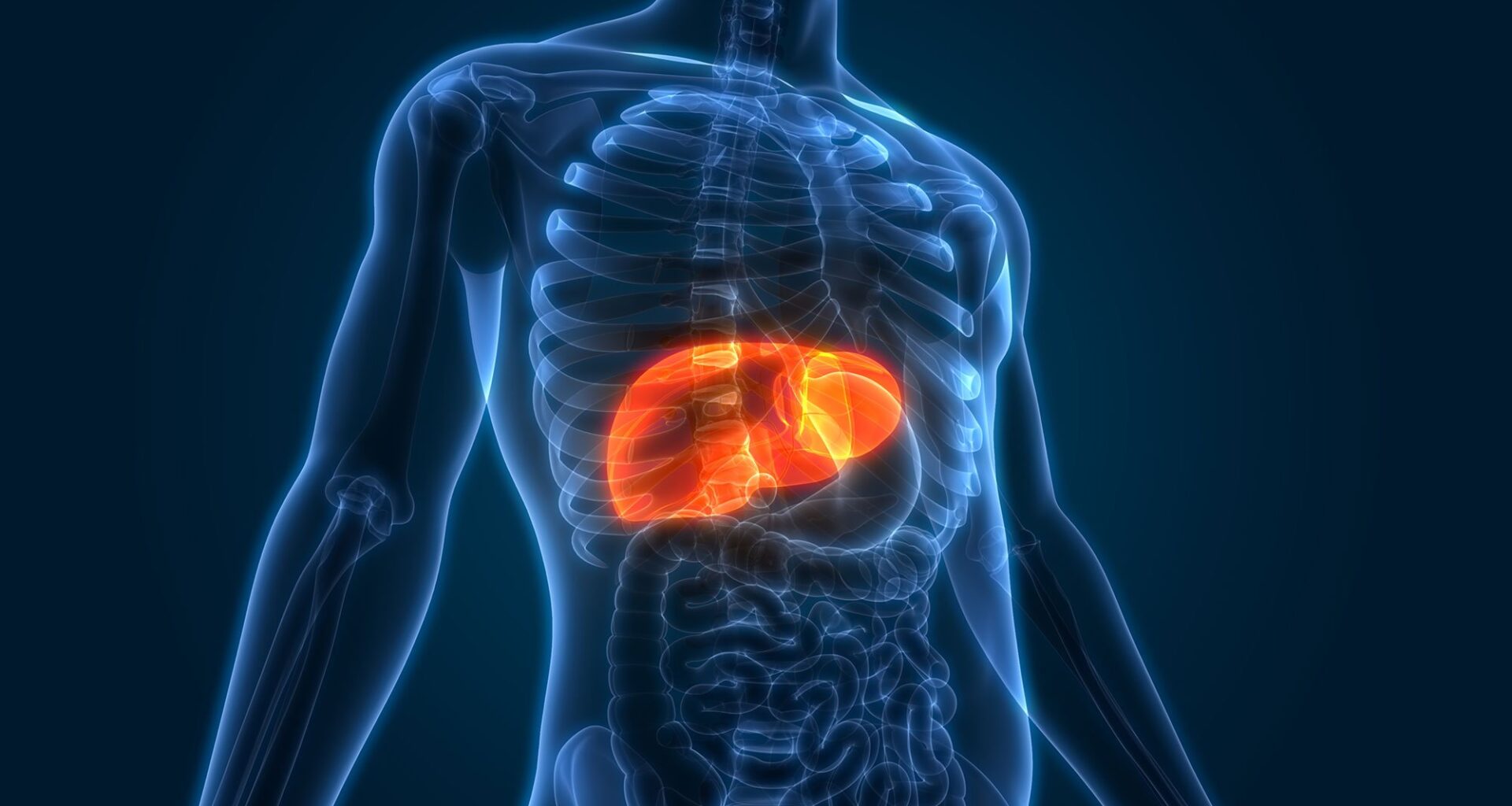 Liver Human Body