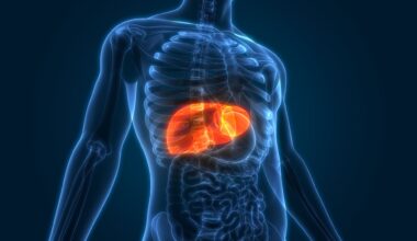 Liver Human Body
