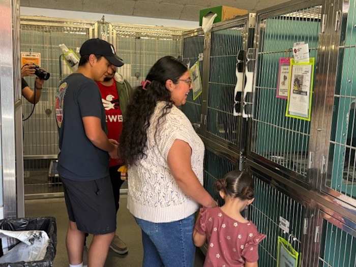 San Antonio Animal Care Services celebrates National Dog Week with free pet adoptions
