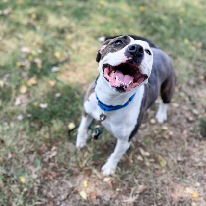 Pet of the Week - Maize