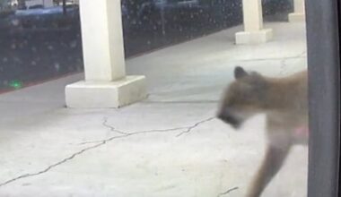 Mountain lion spotting near Whole Foods