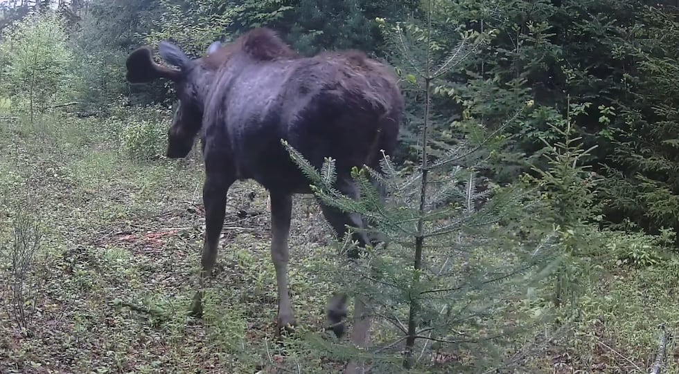 Trail camera photo