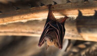 Rabid bat found in Pasadena; residents urged to take caution – NBC Los Angeles