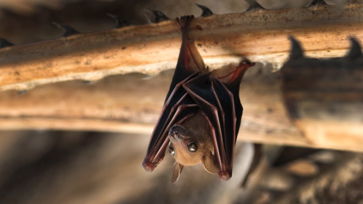 Rabid bat found in Pasadena; residents urged to take caution – NBC Los Angeles