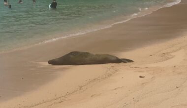 Hawaiian monk seal seen molting on Oahu shore