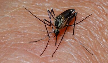 Genetic study reveals how Anopheles funestus adapts to malaria control
