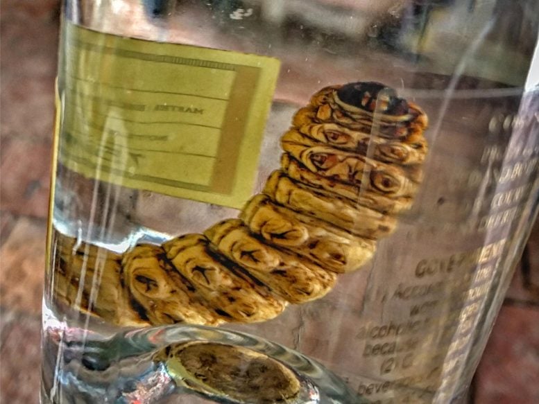 Mezcal Bottle Worm