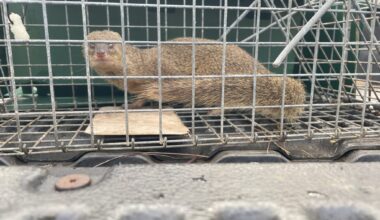 Live mongoose captured on Kauaʻi : Maui Now