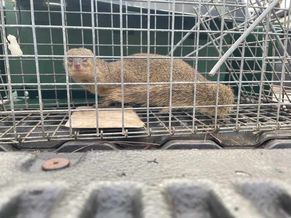 Live mongoose captured on Kauaʻi : Maui Now