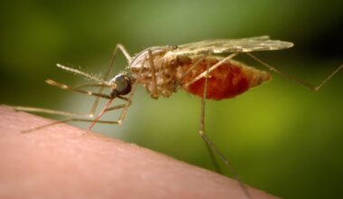 Vermont confirms state’s 1st case of Jamestown Canyon virus in humans 