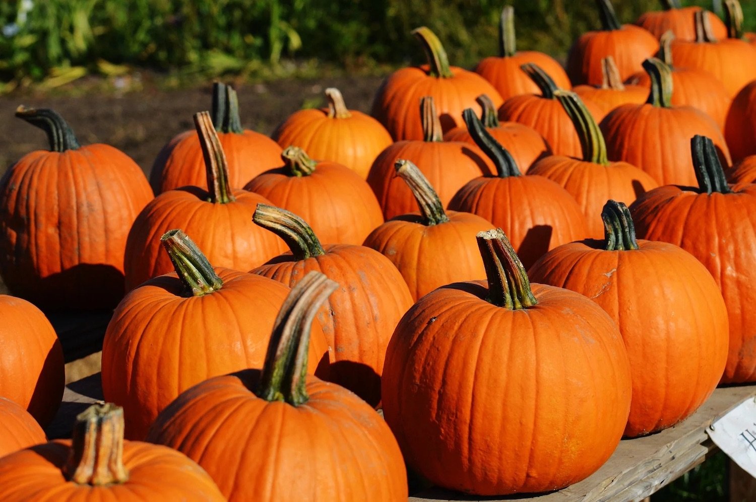 8 of the Best Pumpkin Patches in San Diego for Families 