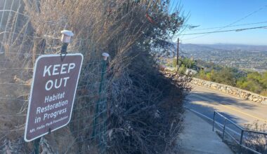 Mt. Helix Park now 95% native plants, thanks to local volunteers