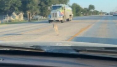 Watch: Multiple kangaroos escape from Texas rescue facility