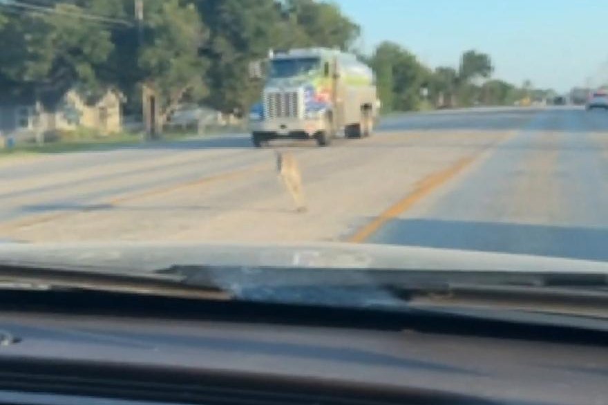 Watch: Multiple kangaroos escape from Texas rescue facility